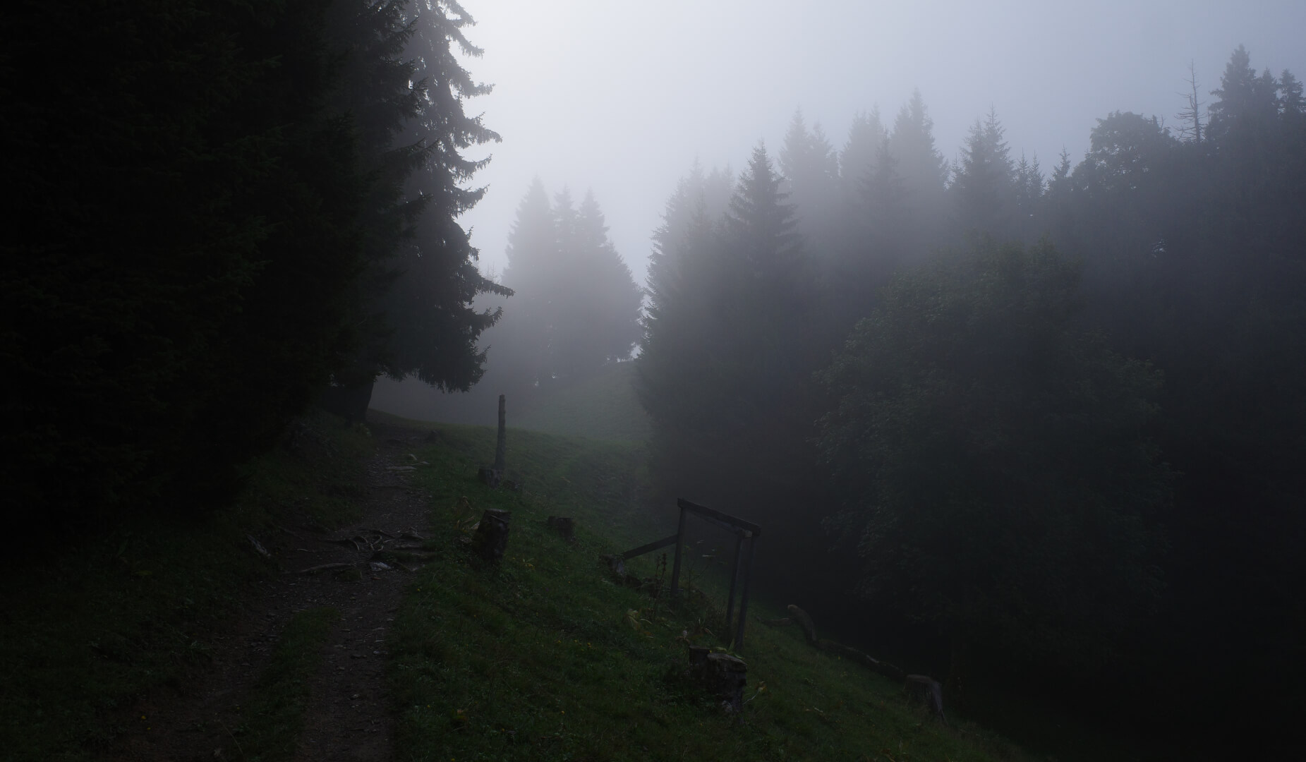 Wald in Nebel