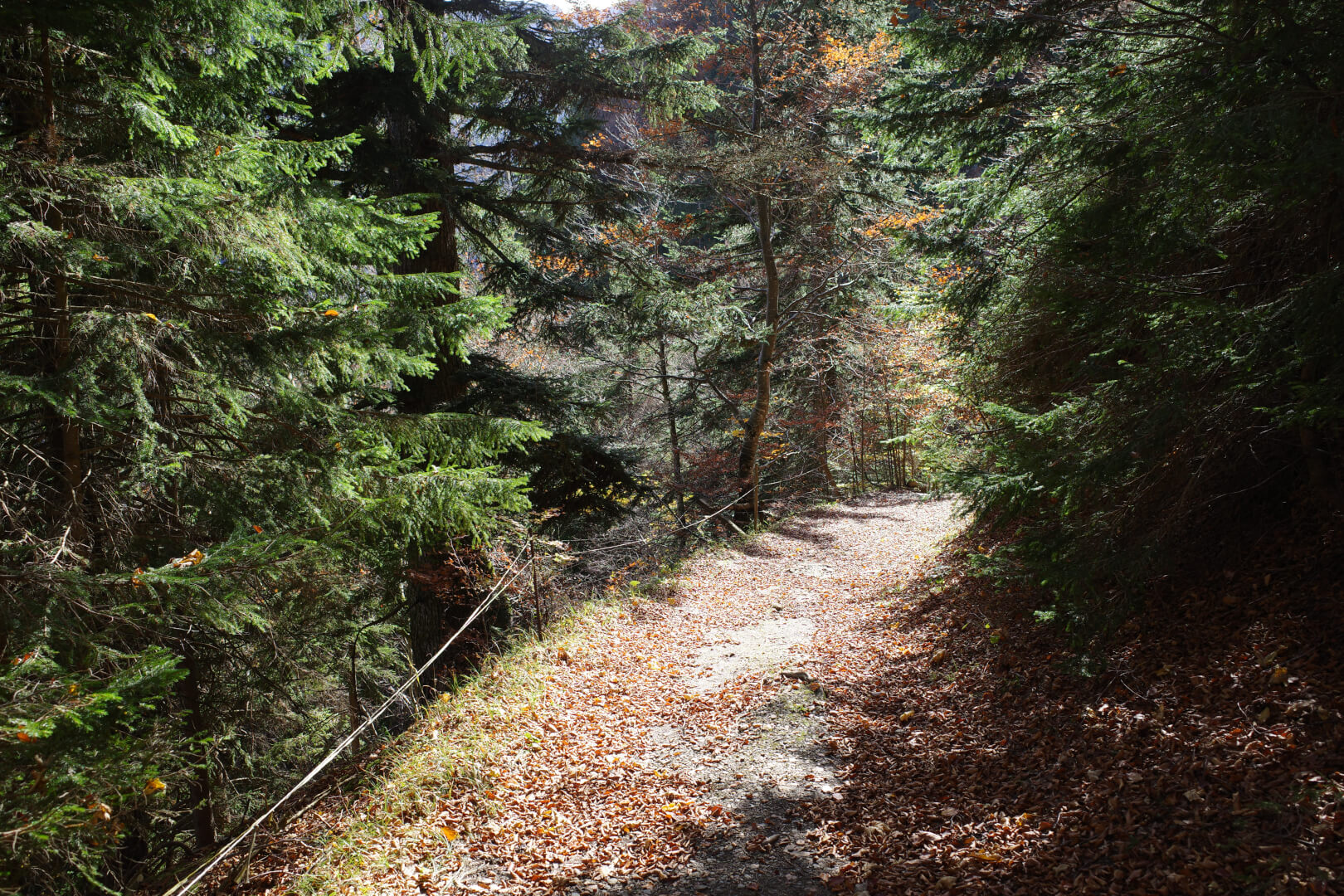 Alpweg in Wald