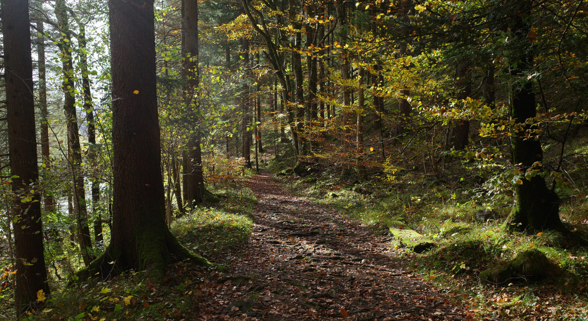 Fallendes Laub