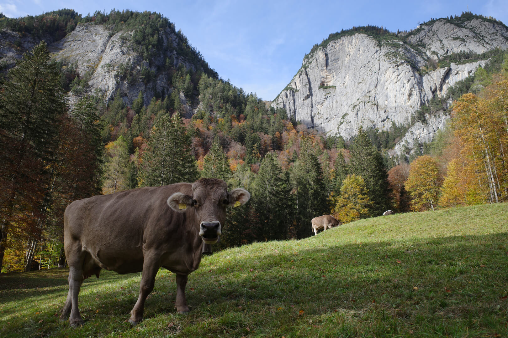 Kuh und Felswand