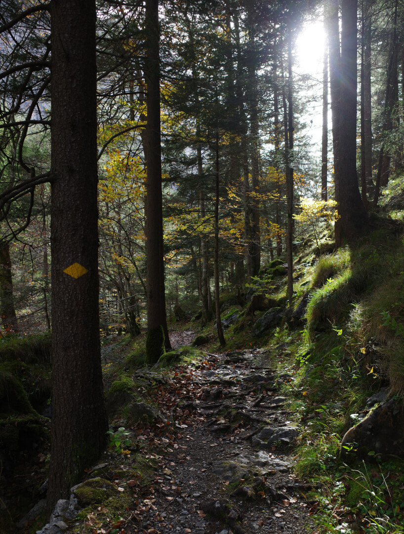 Mystischer Wald