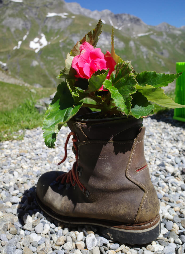 Blume im Bergschuh