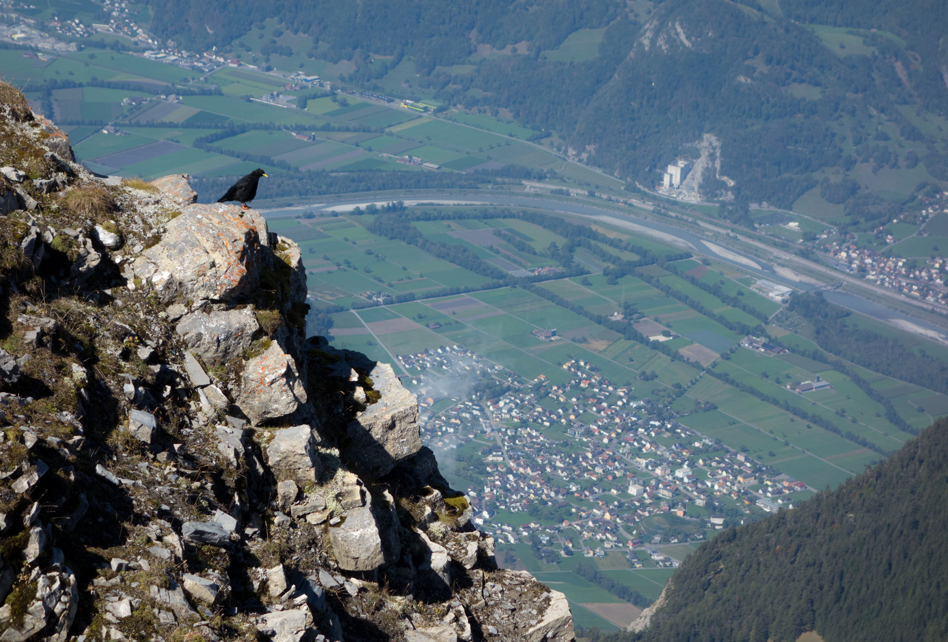 Bergdohle auf Felskante