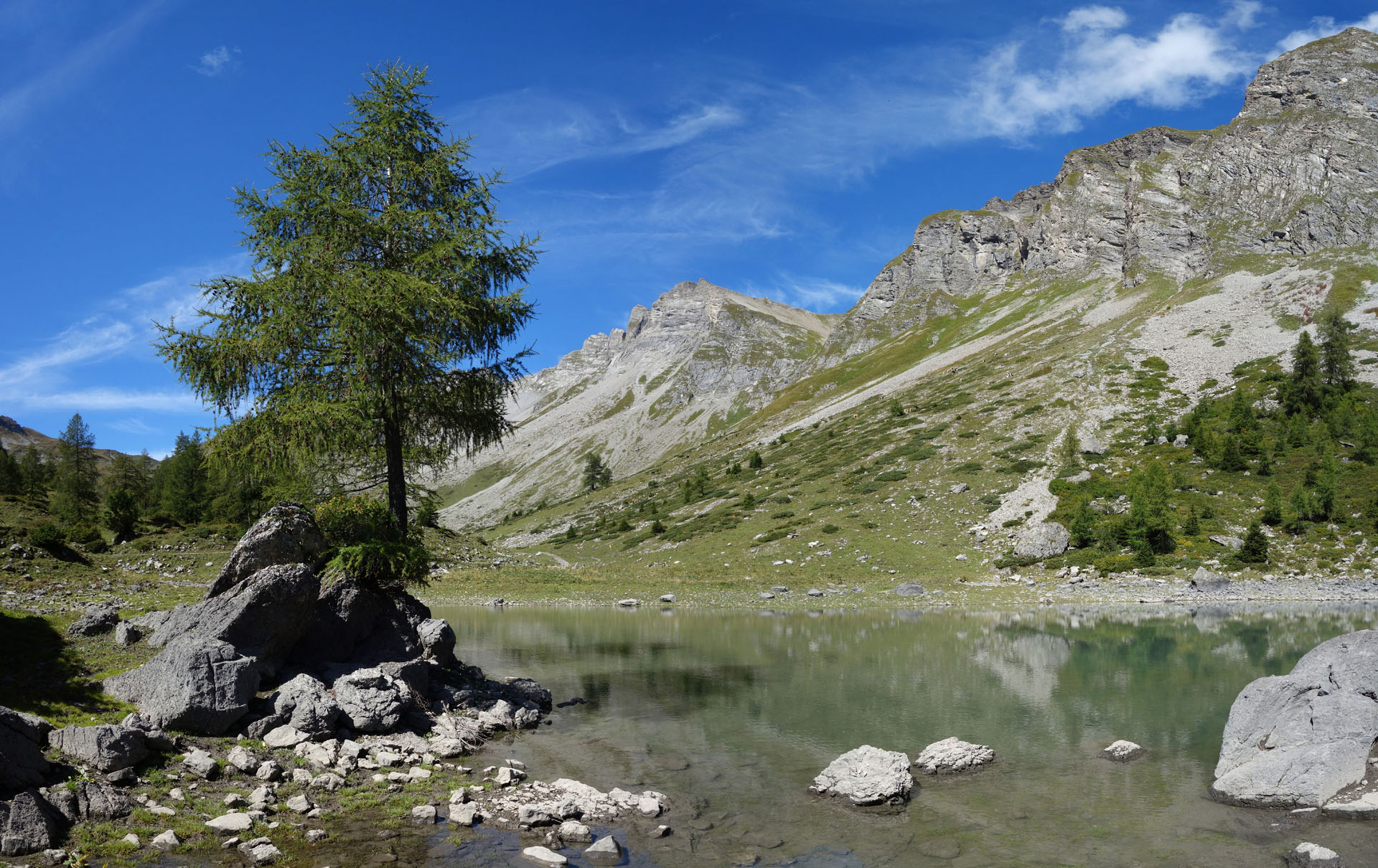 Bergsee mit Lärche