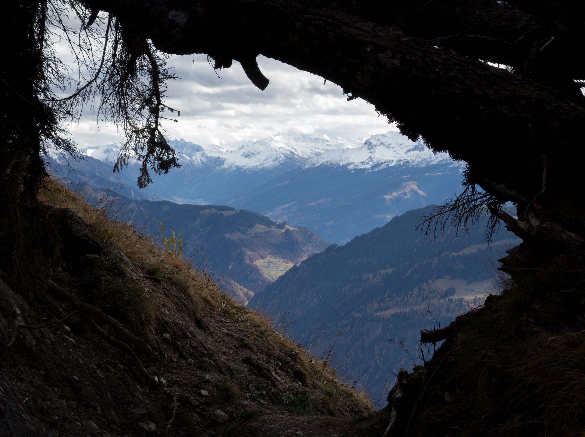 Baum über Weg