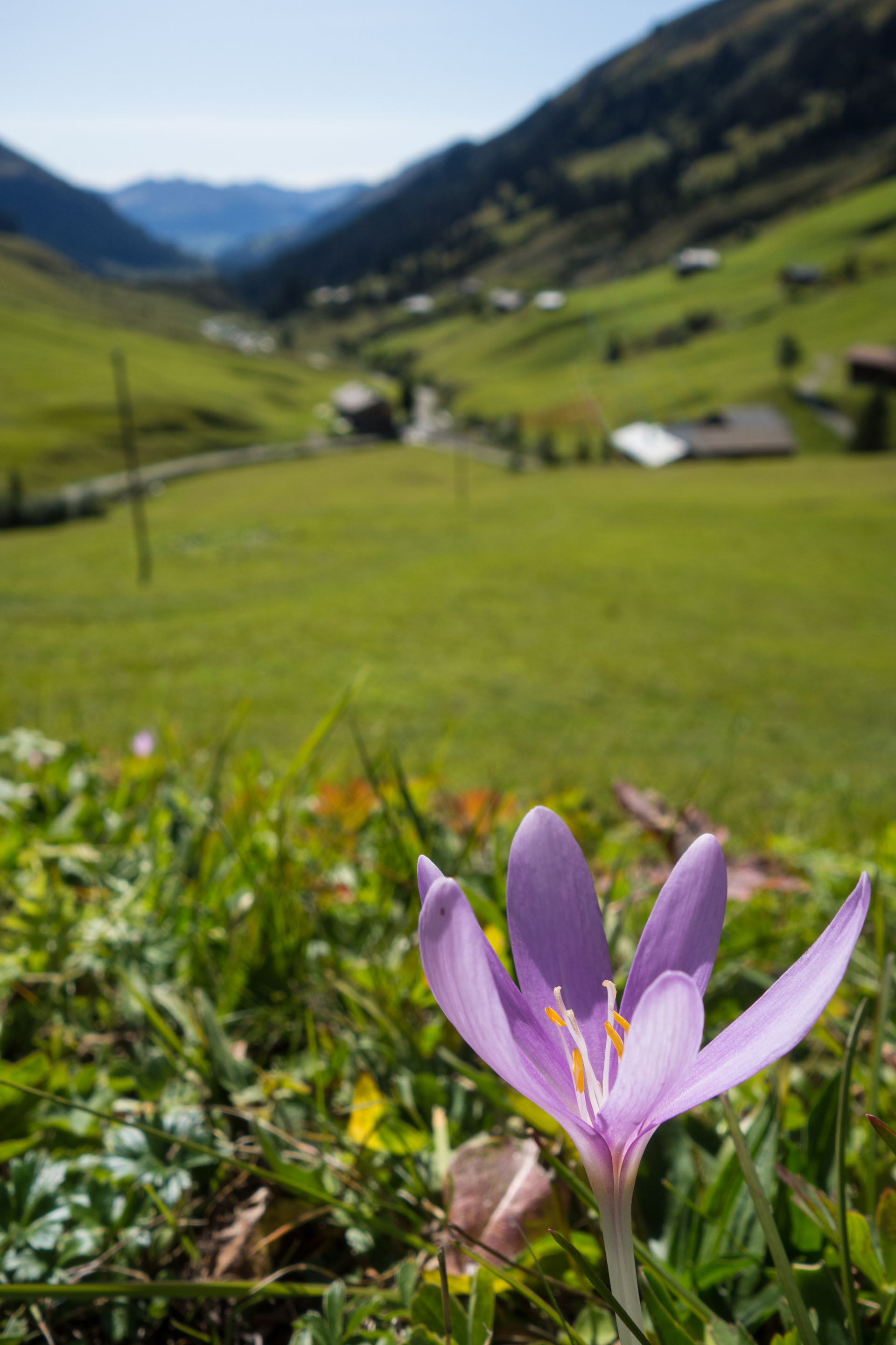 Elfenkrokus