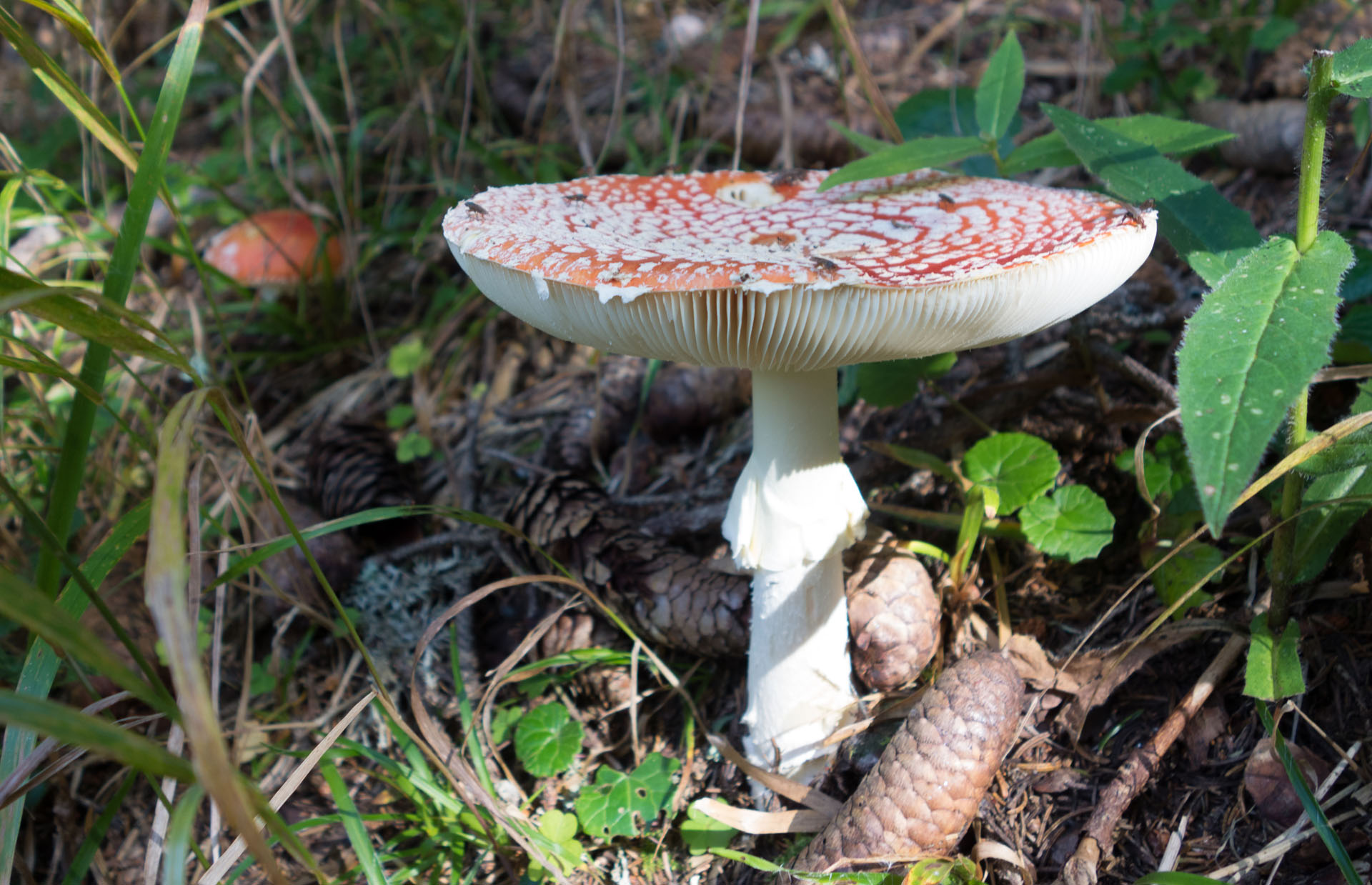 Fliegenpilz