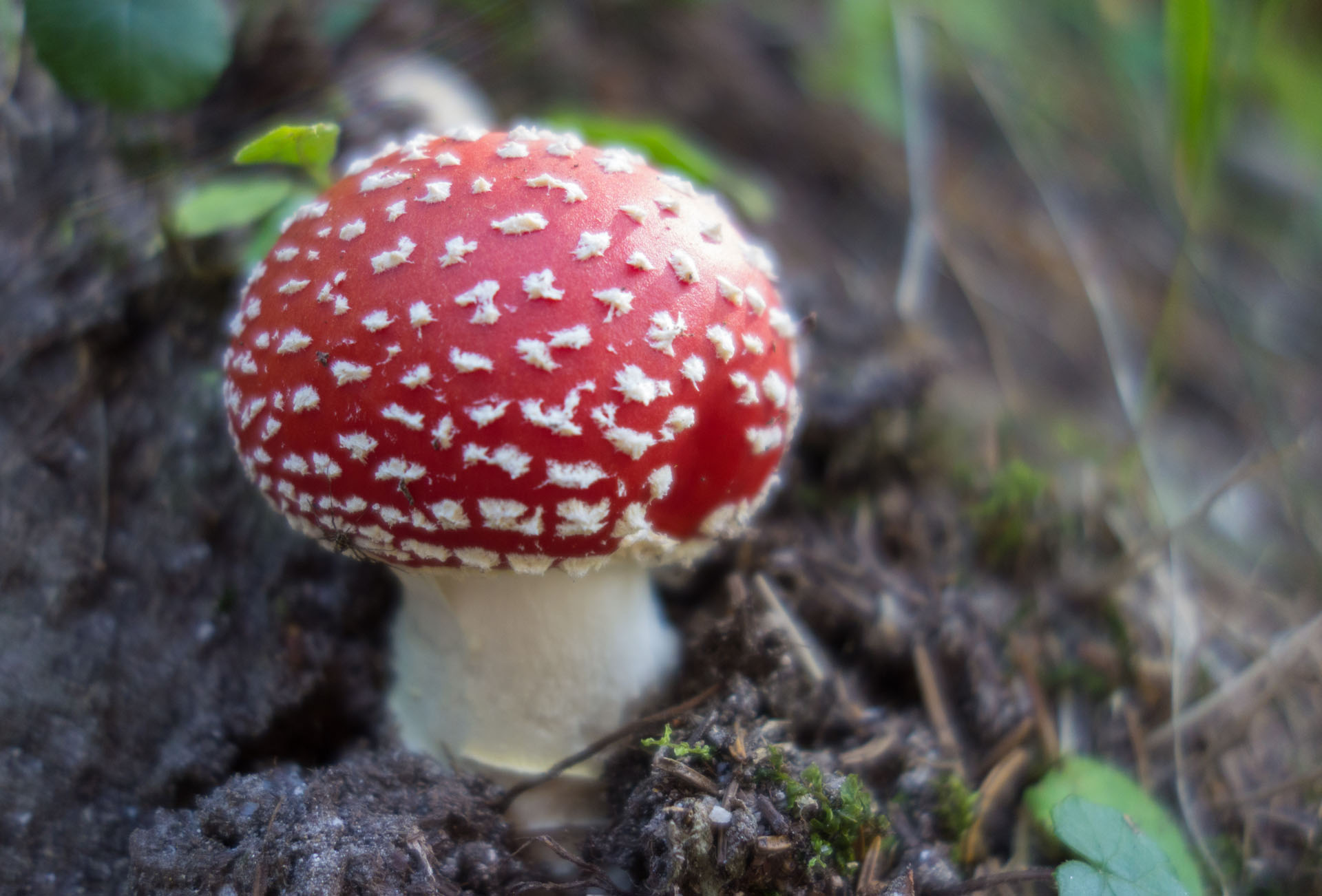 kleiner Fliegenpilz