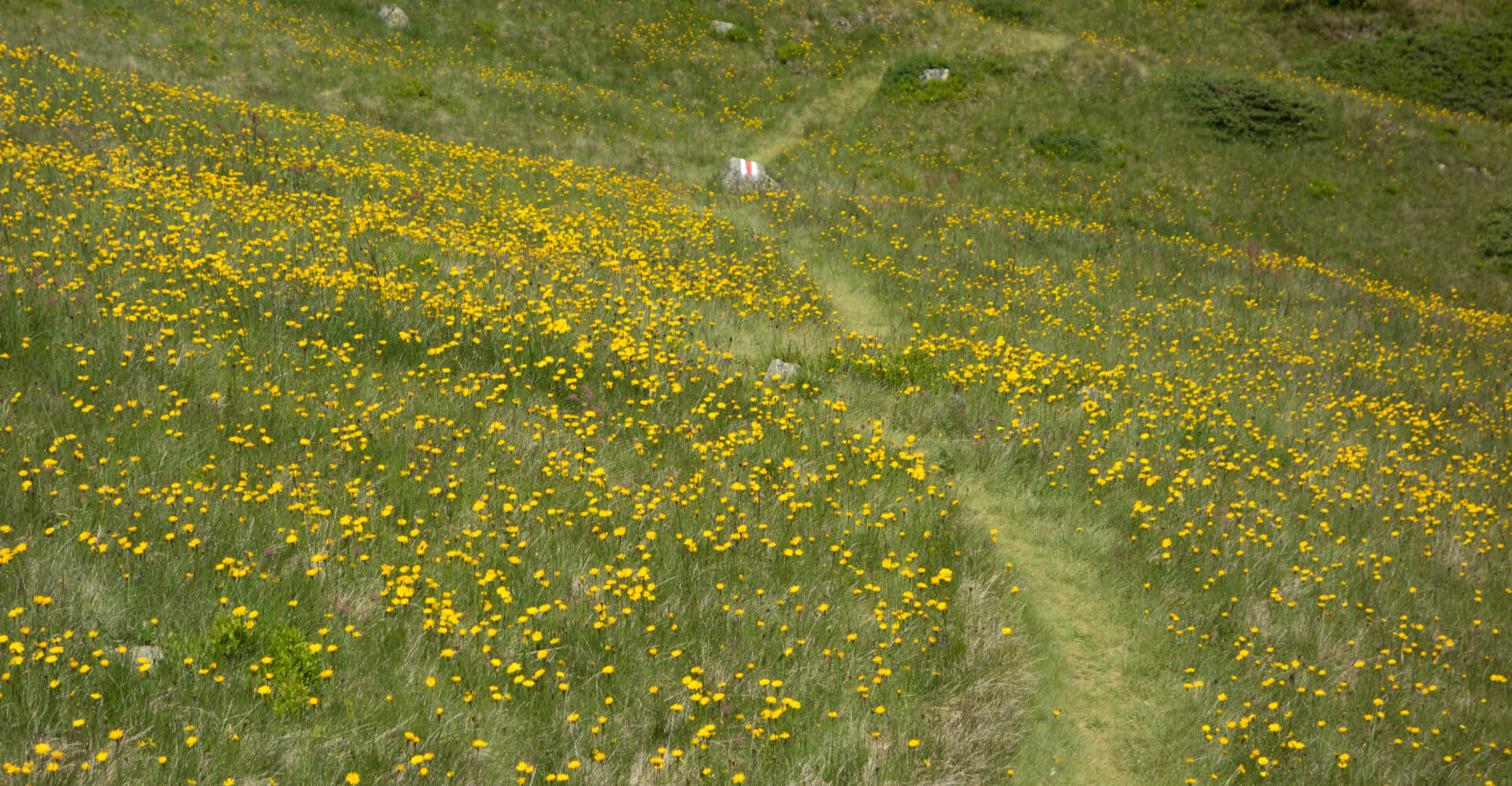 Blumenwiese