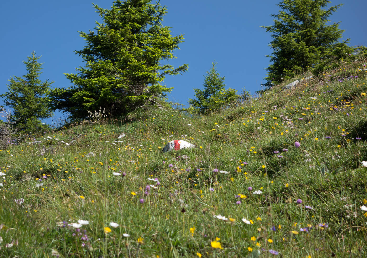 Wanderweg über Blumenwiese