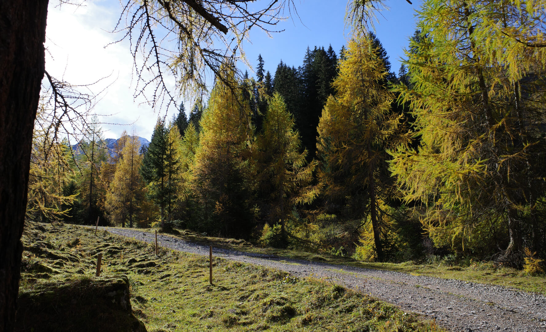 Lärchen im Herbst