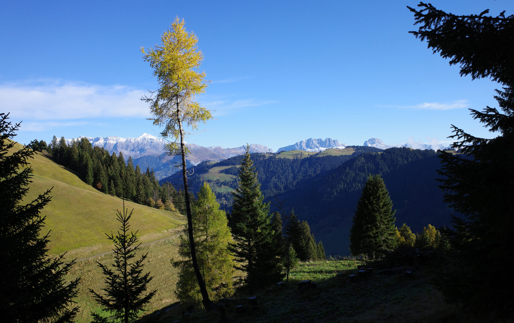 Mitgenommene Lärche