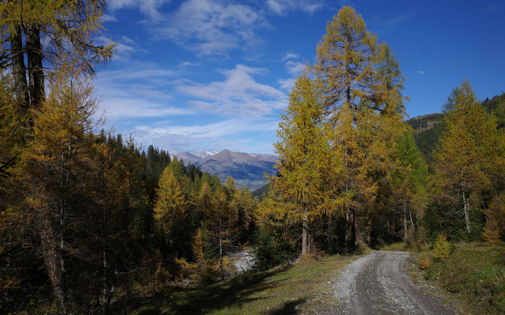 Spazierweg mit Lärchen