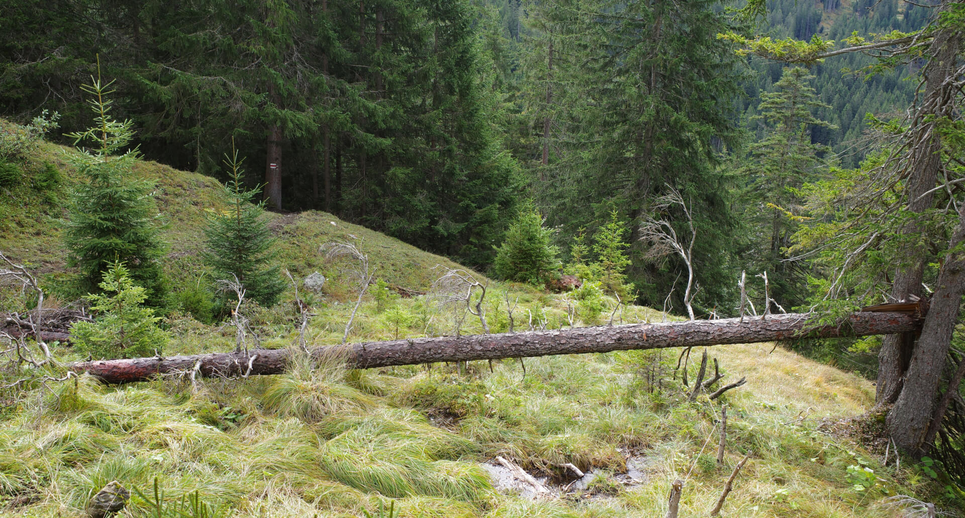 Umgestürzter Baum