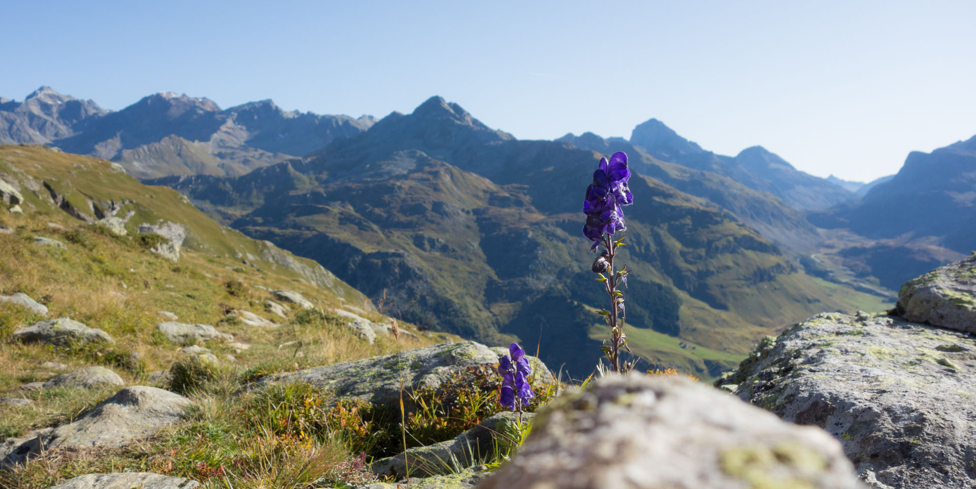 Lupin in Alpen