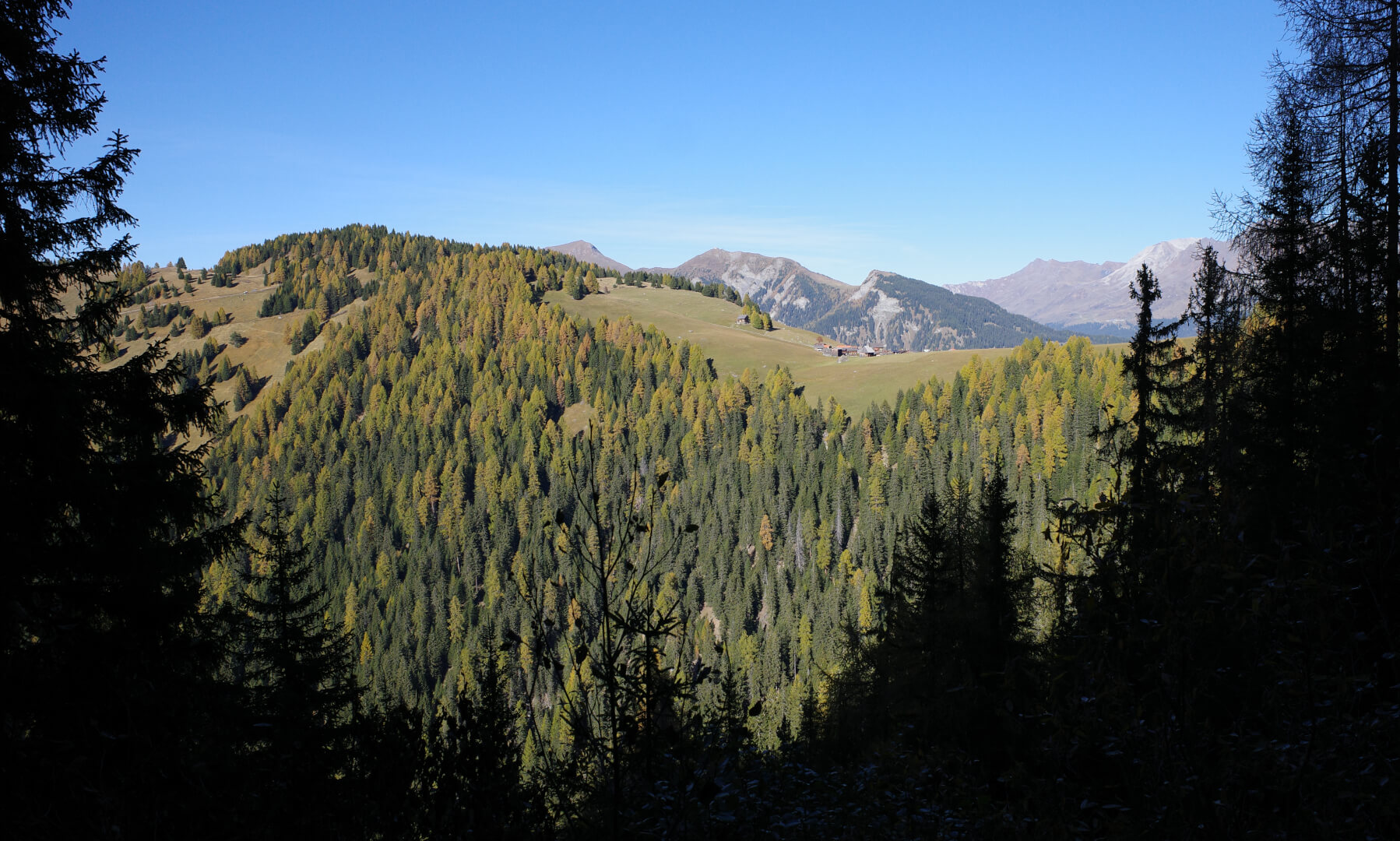 Blick aus schattigem Wald