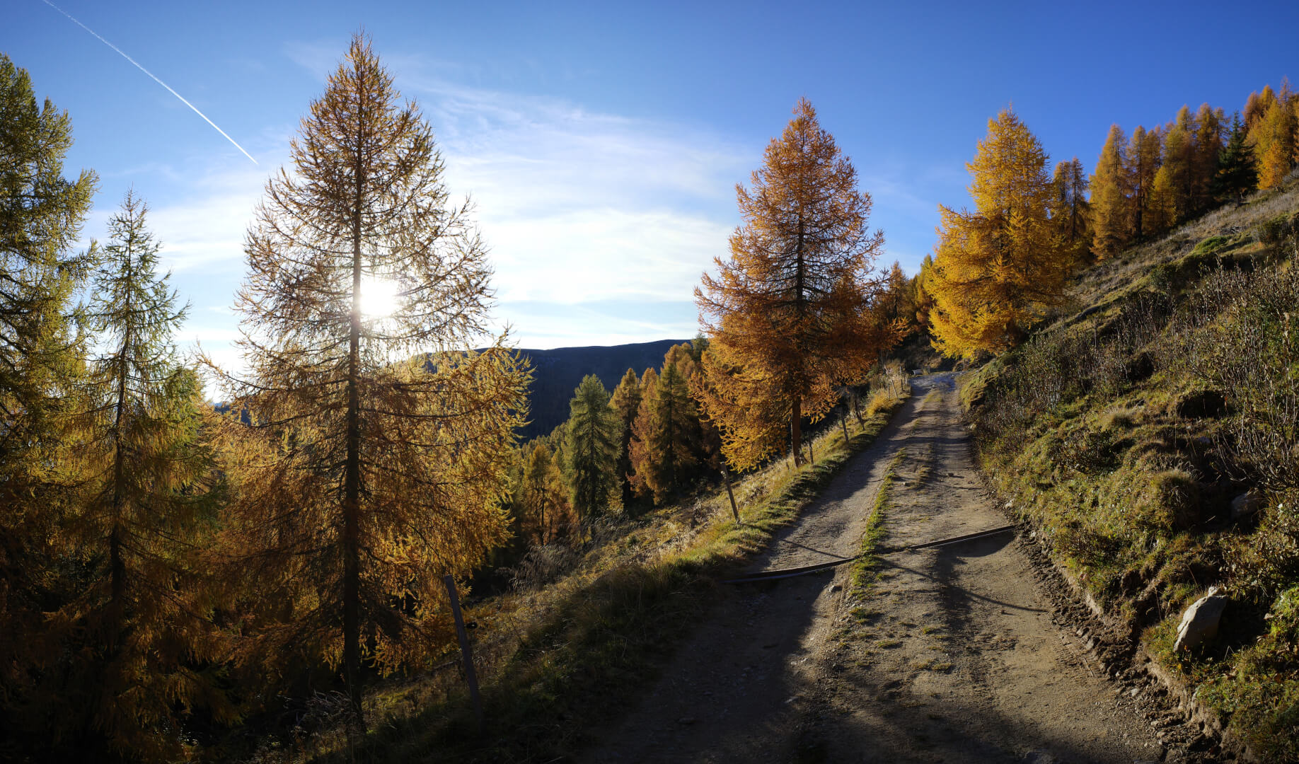 Waldweg durch goldene Lärchen