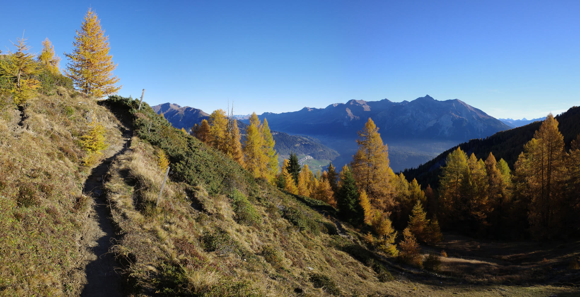 Weg durch Lärchenwald