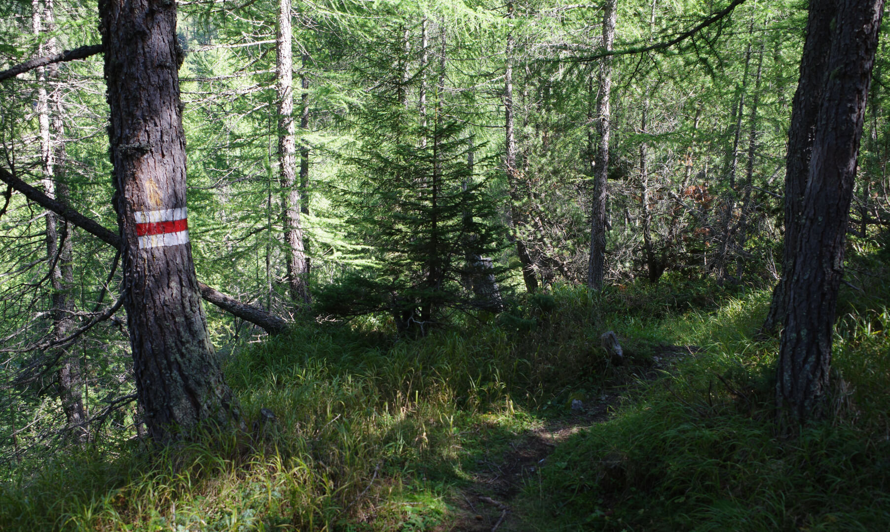 Wanderweg durch Wald