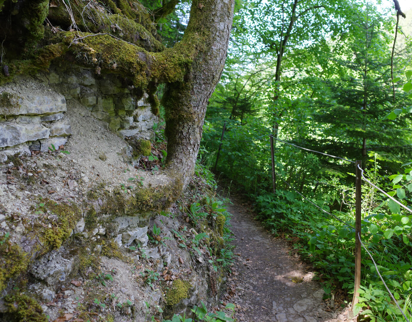 Baum an Felsen