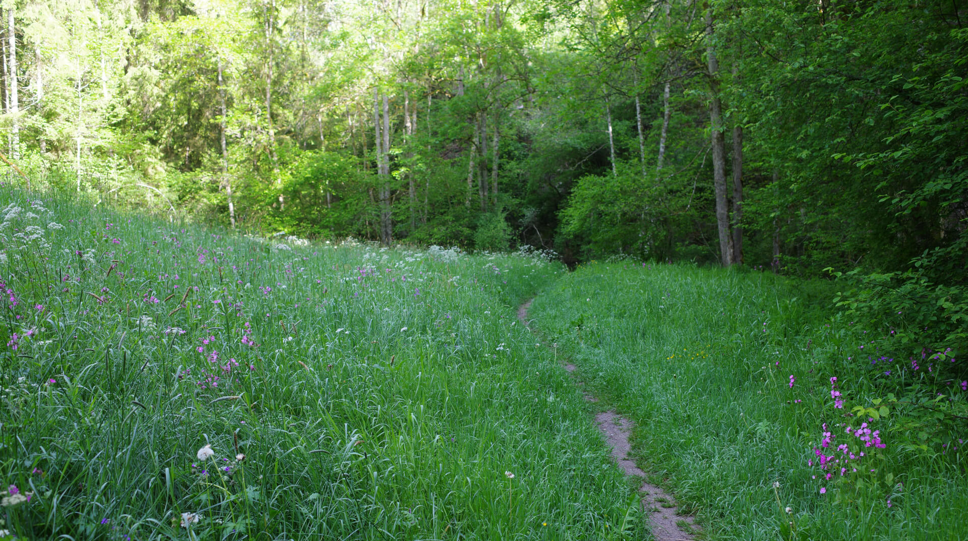 Wiesenpfad