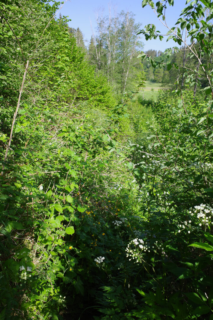 Zugewucherter Weg