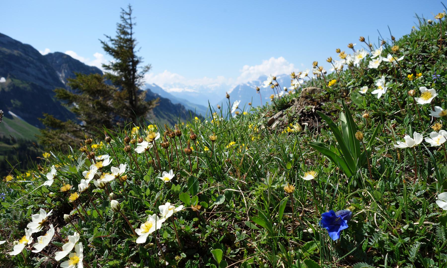 Alpenblumen