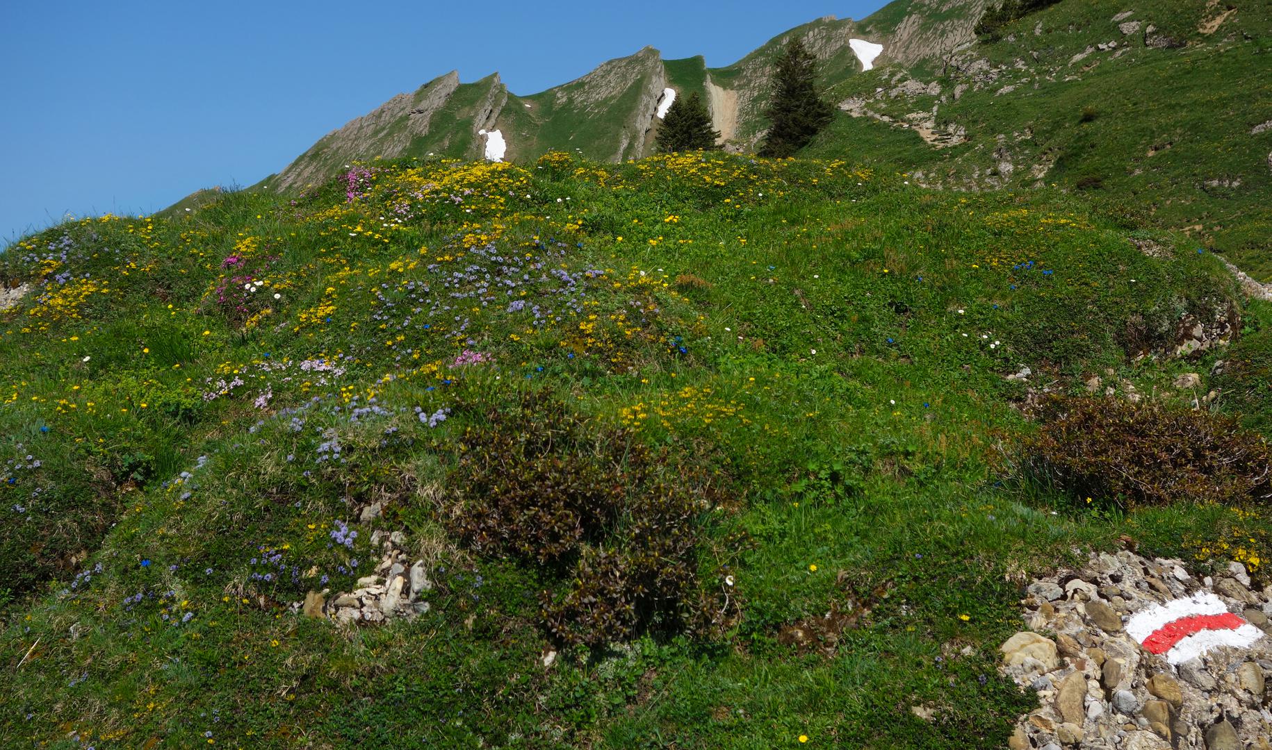 Farbenfrohe Alpwiese