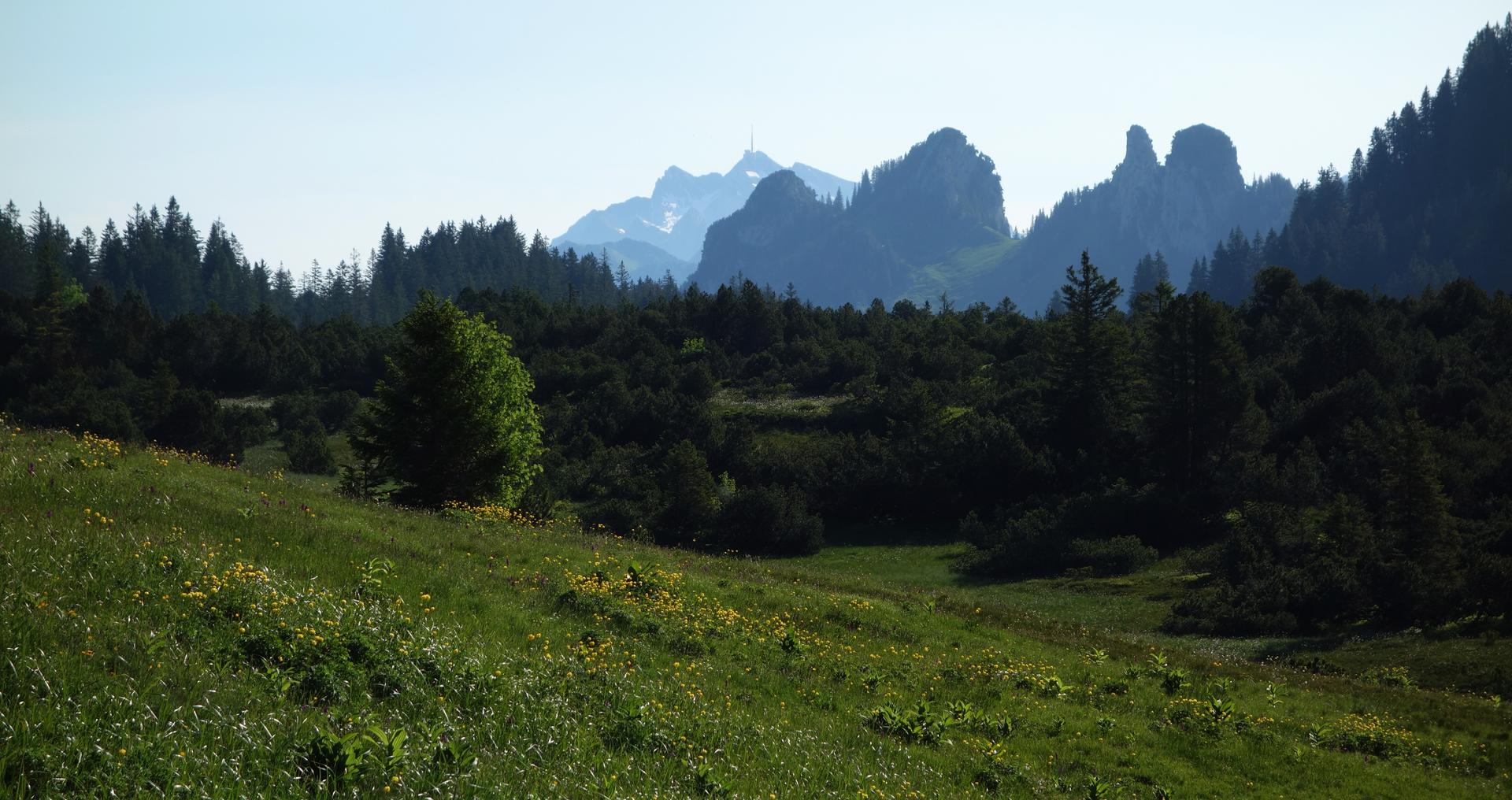 Hochmoor mit Säntis