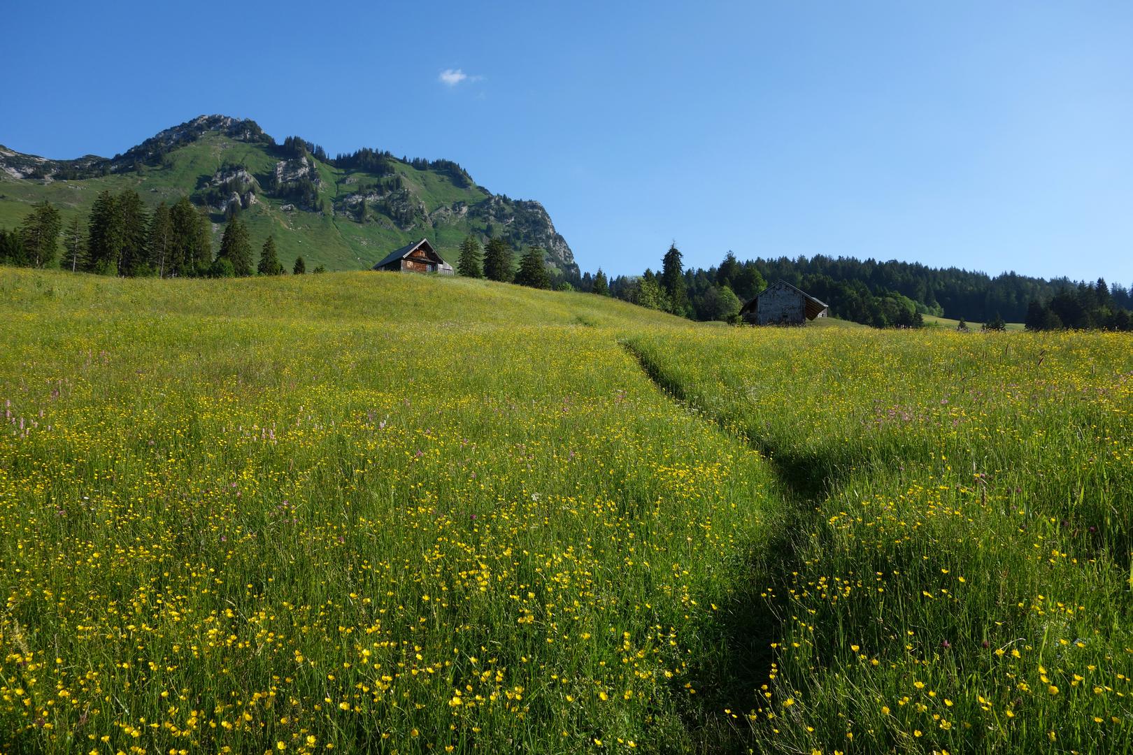 Weg durch Blumenwiese