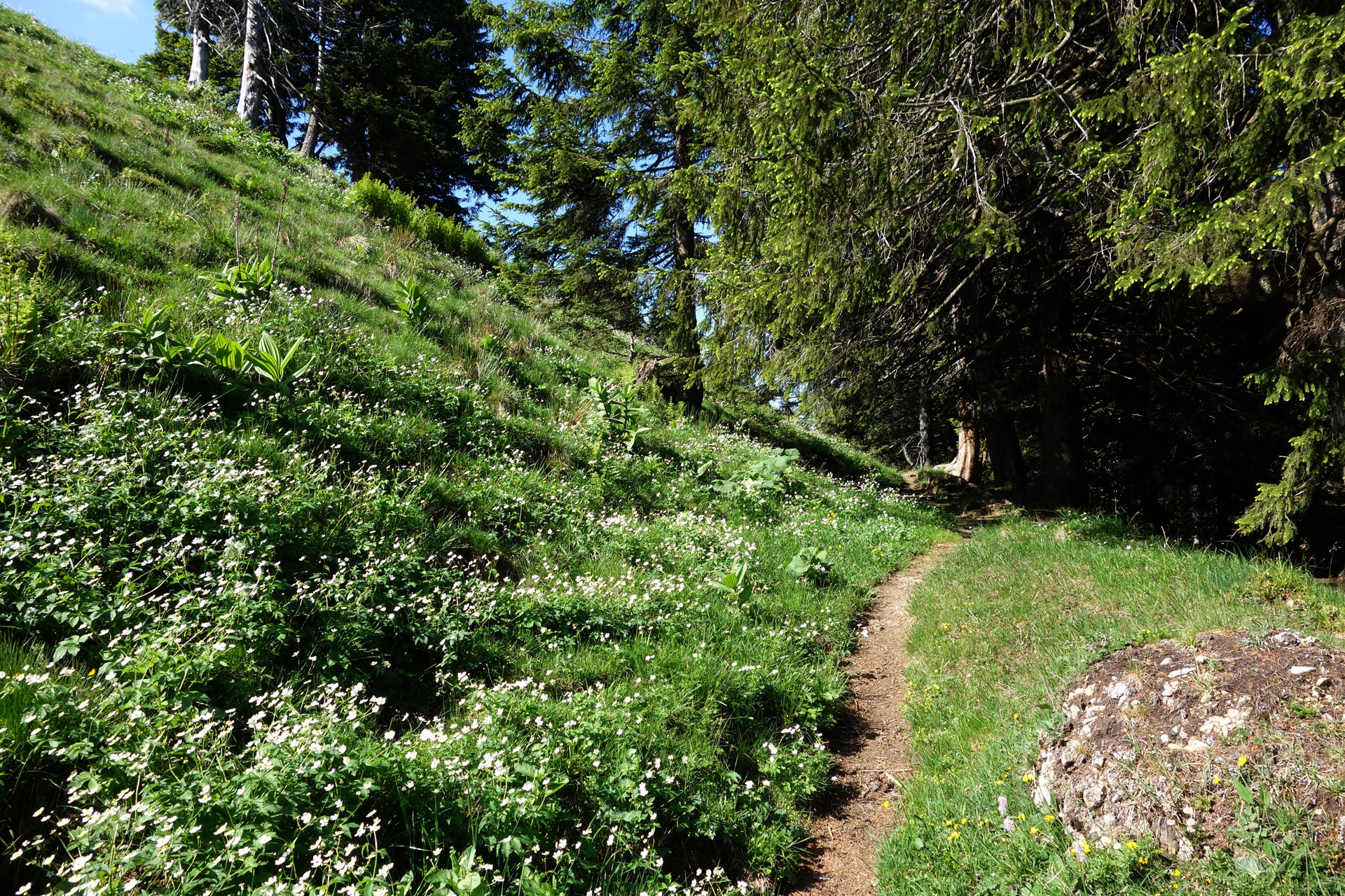 Wanderweg vor Wald