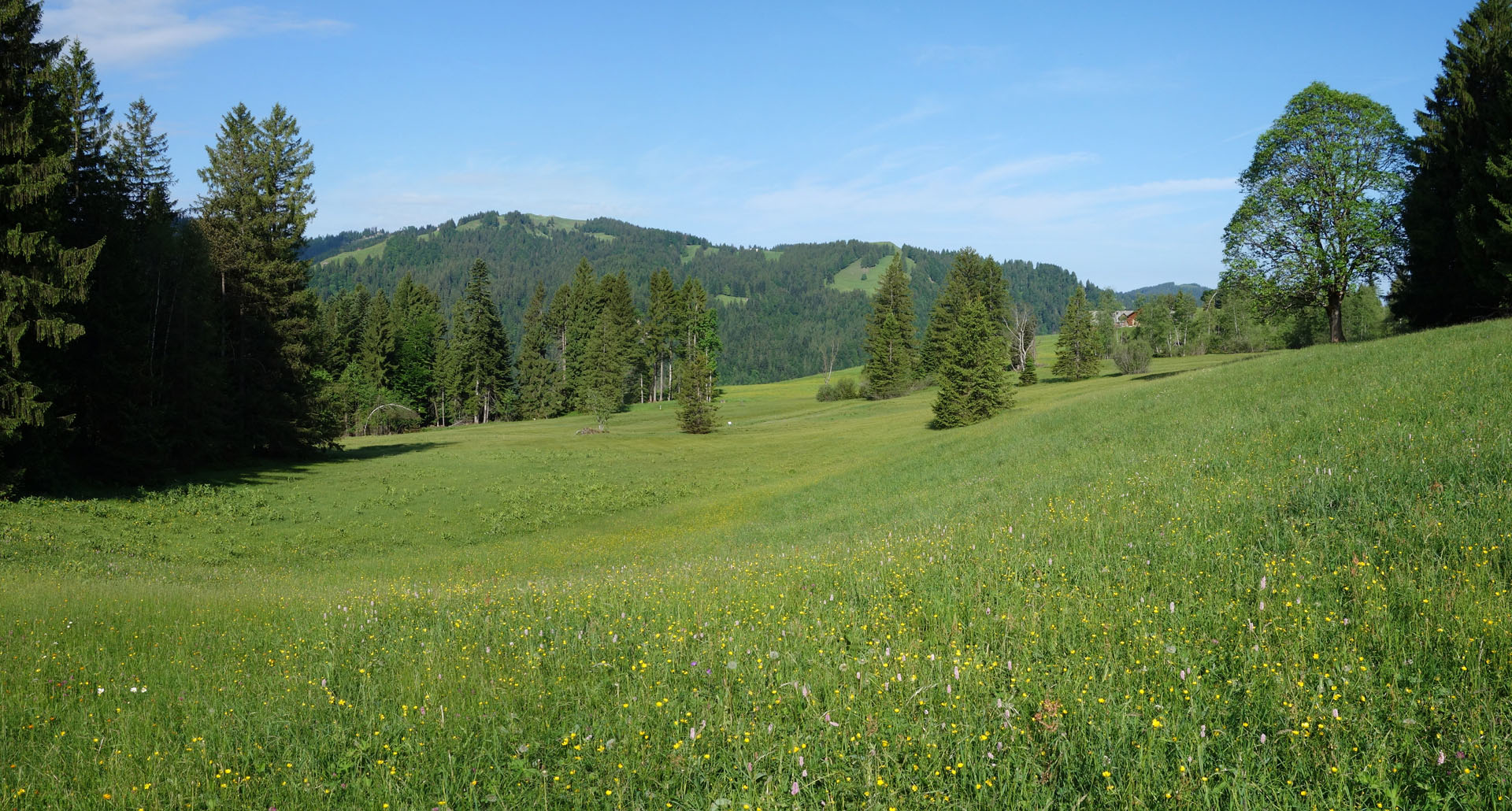 Wolzenalp Moor