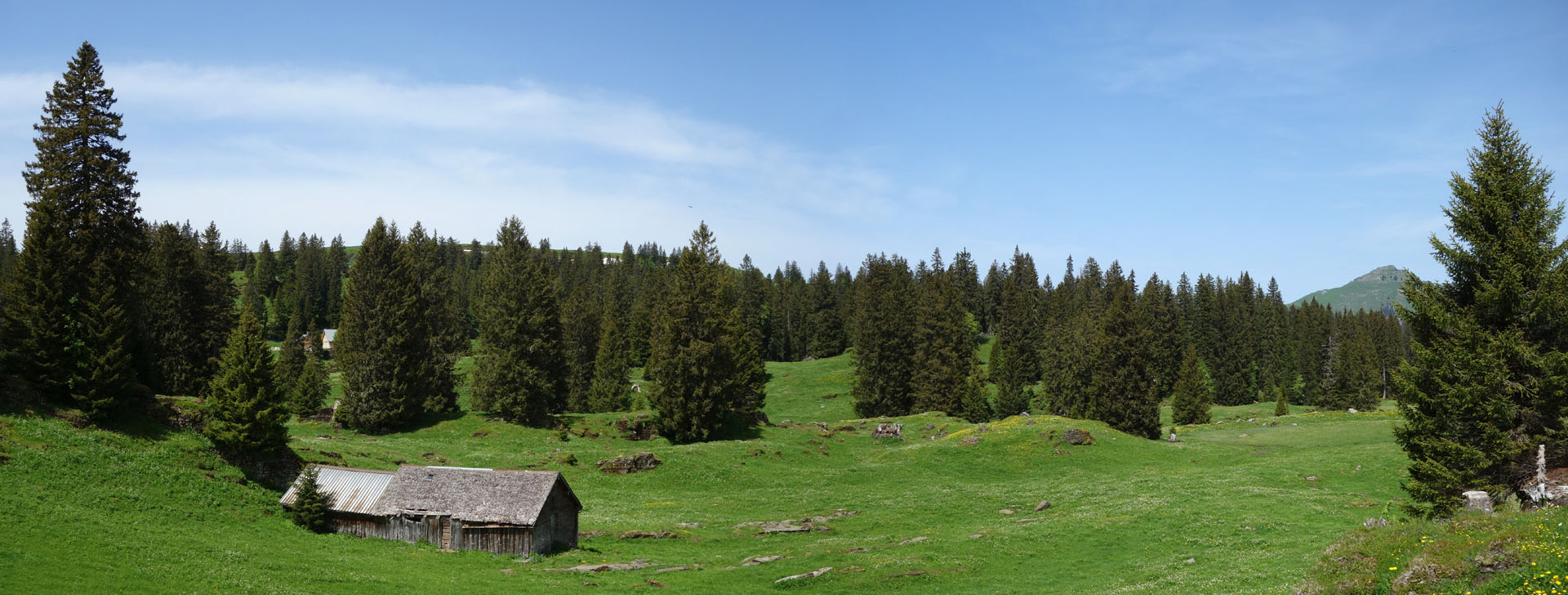 Alp im Wald