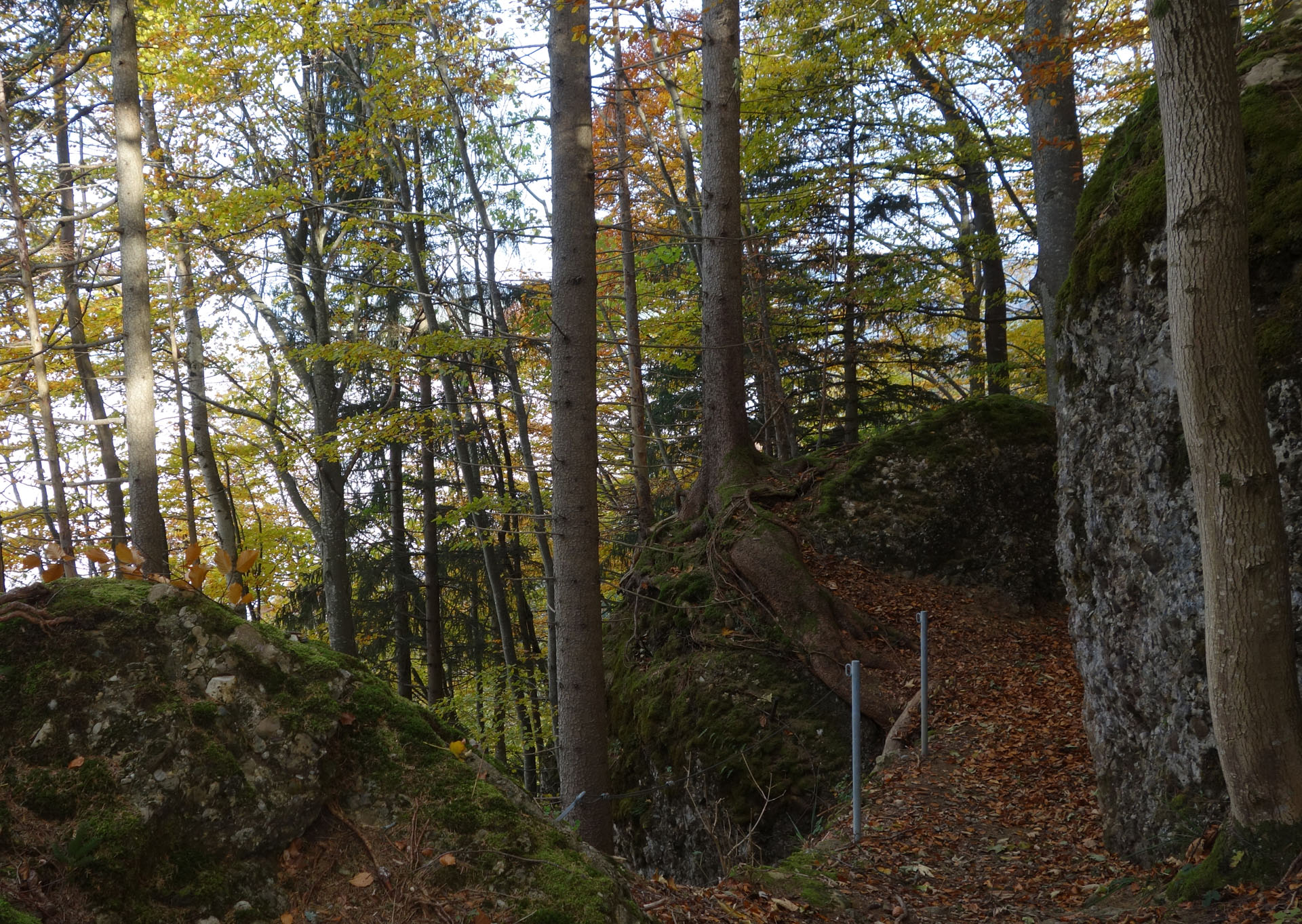 Wanderweg im Wald