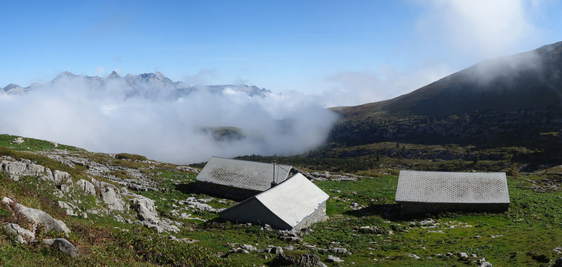 Alp Plisa