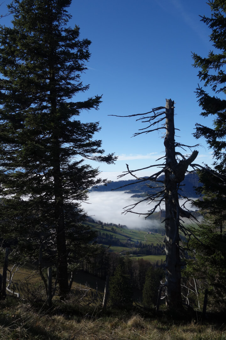 Abgestorbener Baum