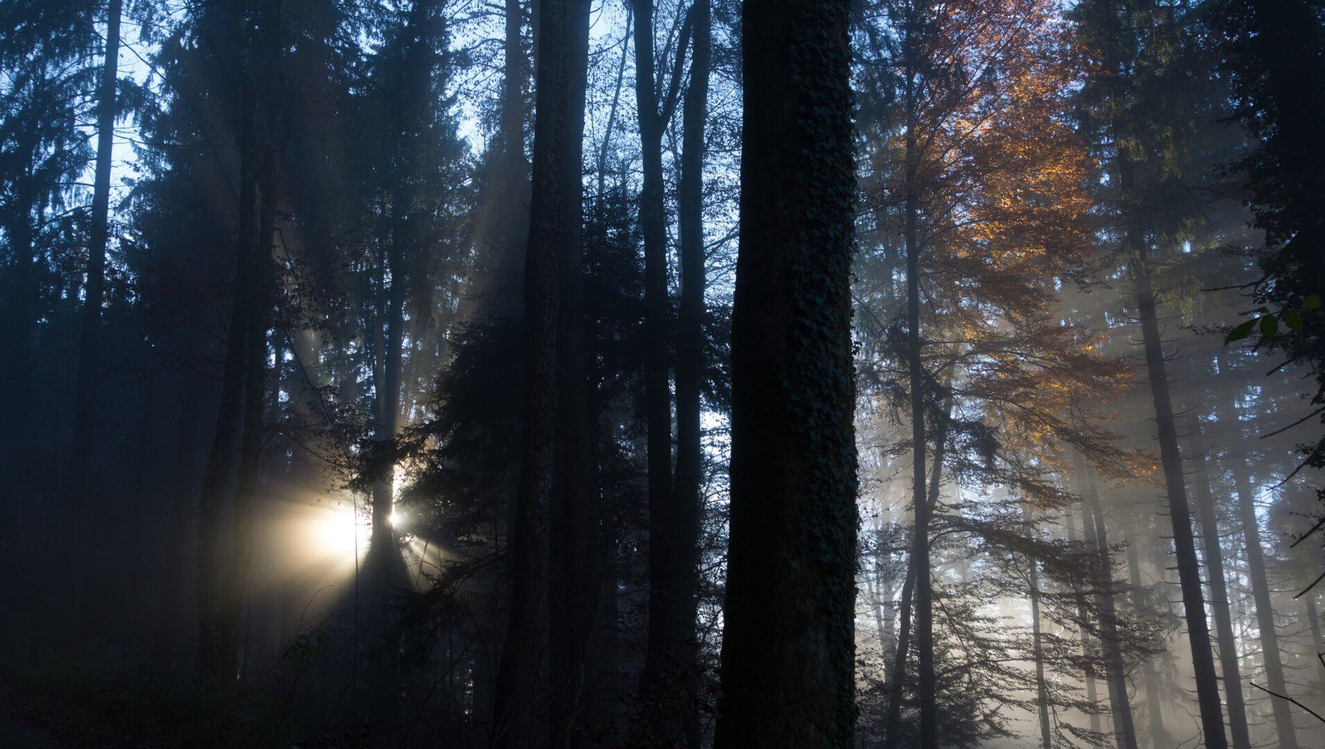 Sonnenstrahlen im Wald