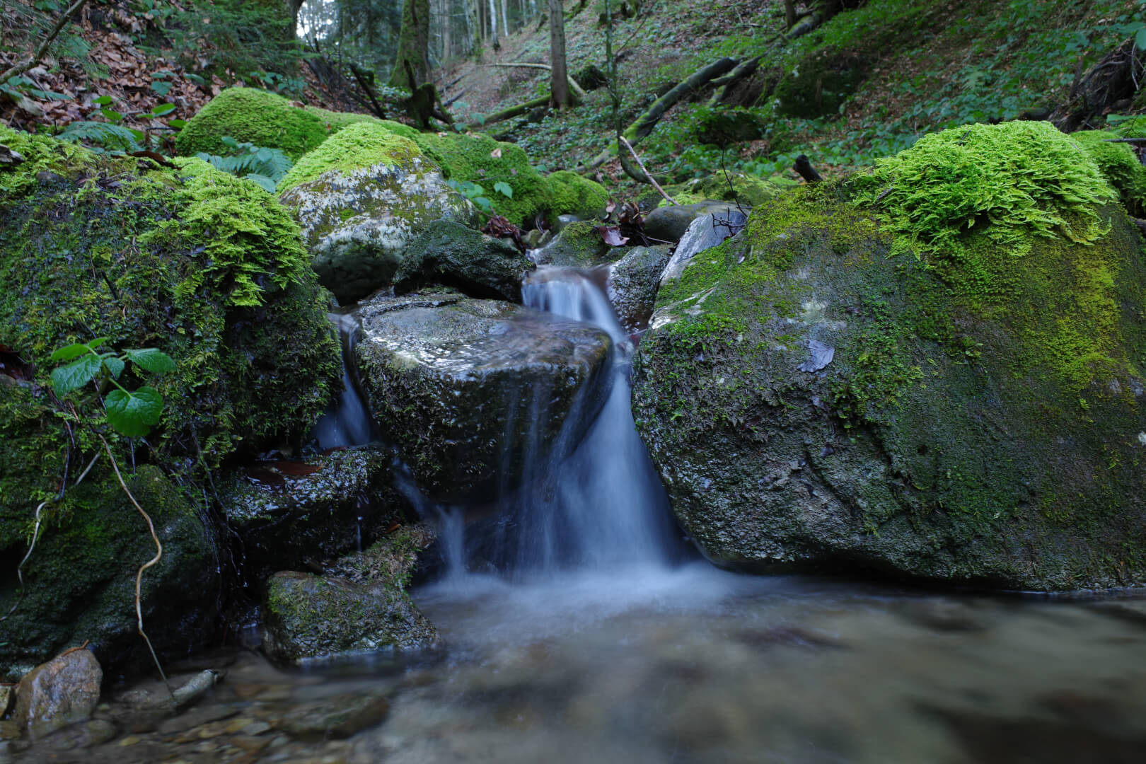 Kleiner Waldbach