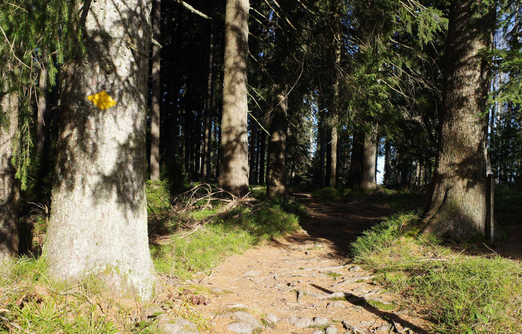 Wanderweg in den Wald