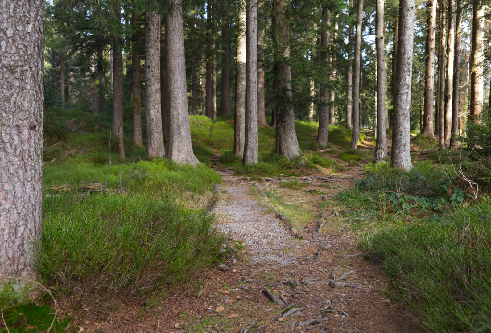 Weg durch grünen Wald