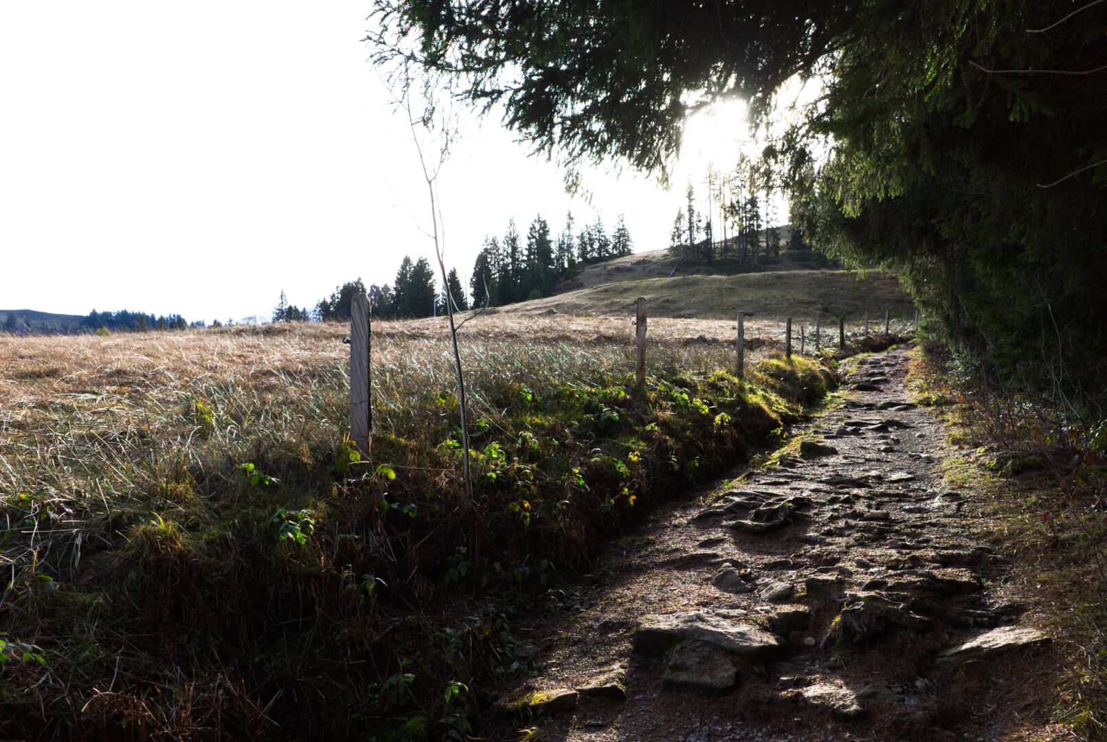 Weg zwischen Zaun und Waldrand