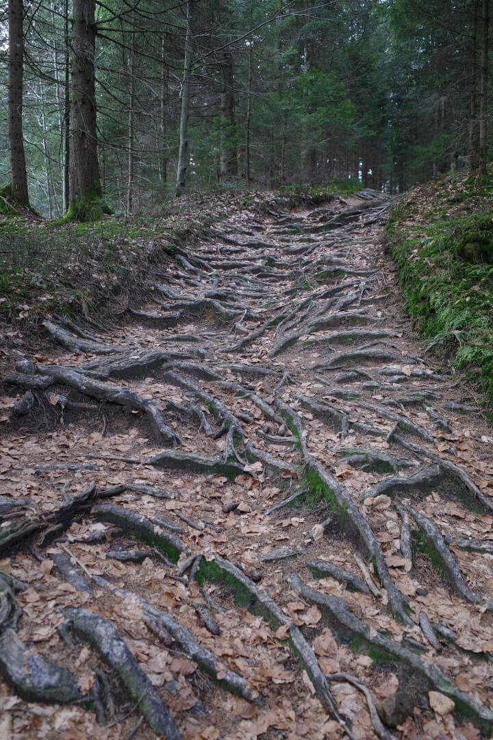 Wurzelweg
