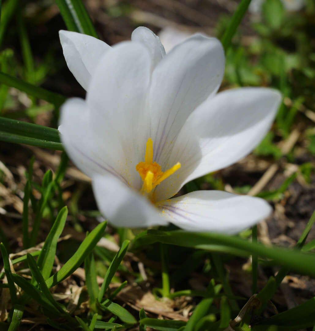 Frühlingskrokus