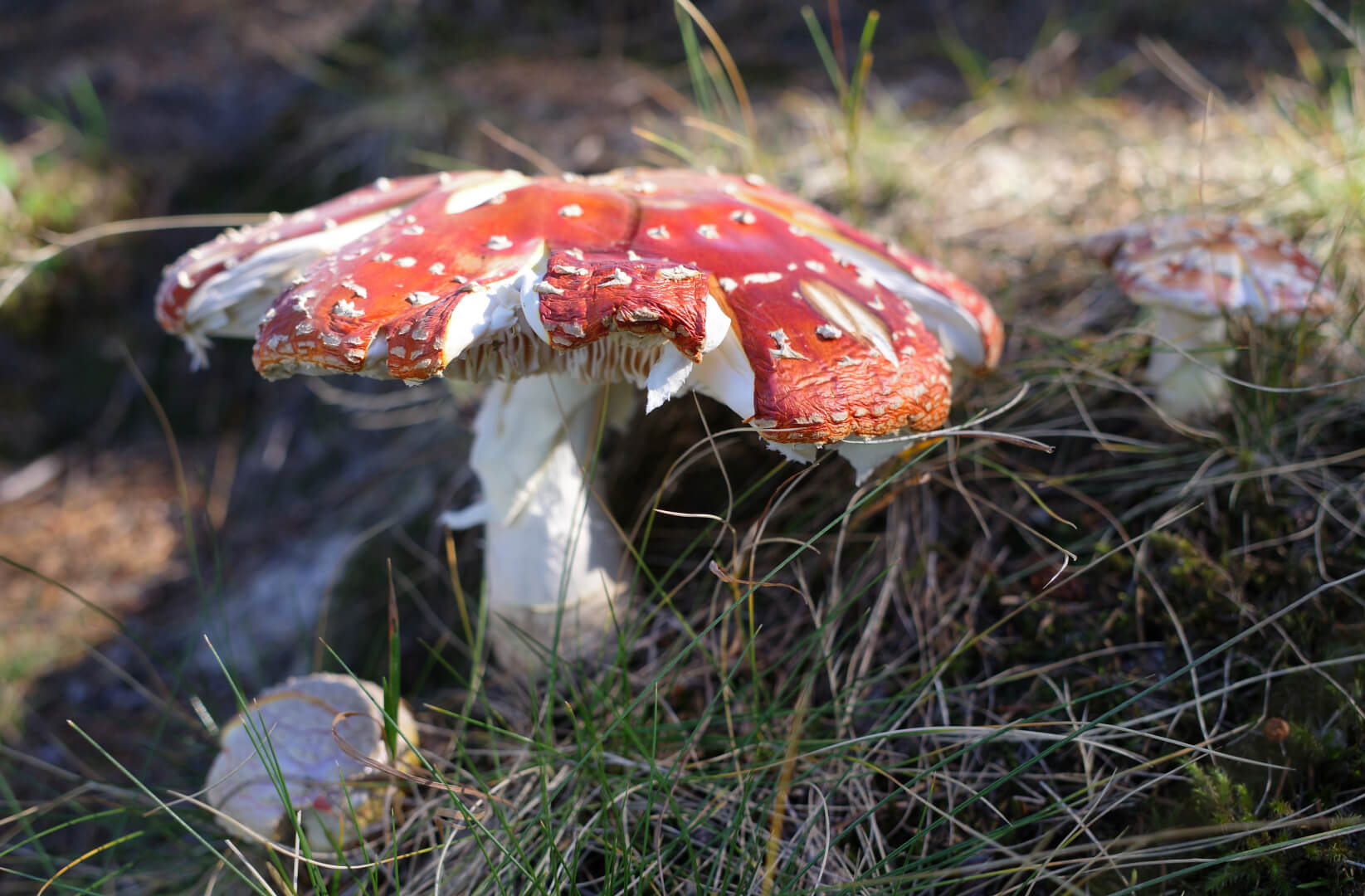 Fliegenpilz