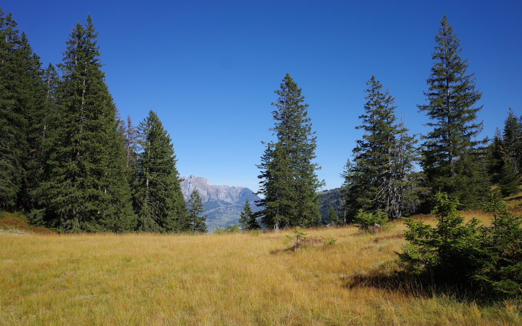 Moorwiese im Herbst
