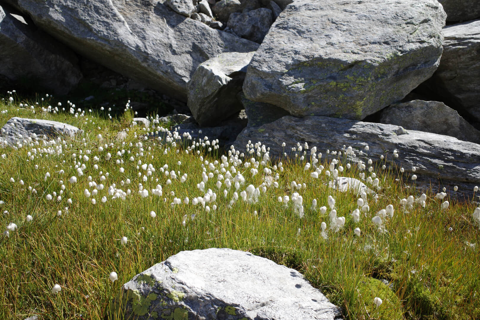 Wollgras mit Granit