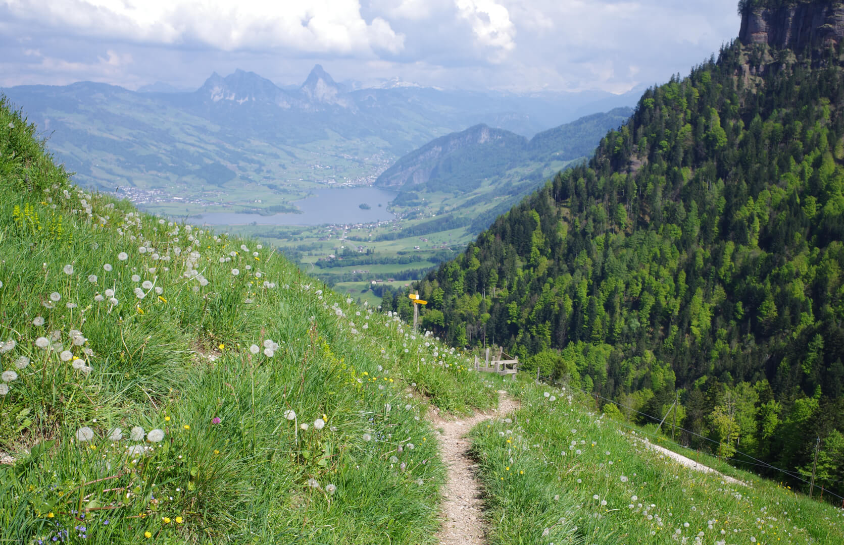 Pusteblumenwiese
