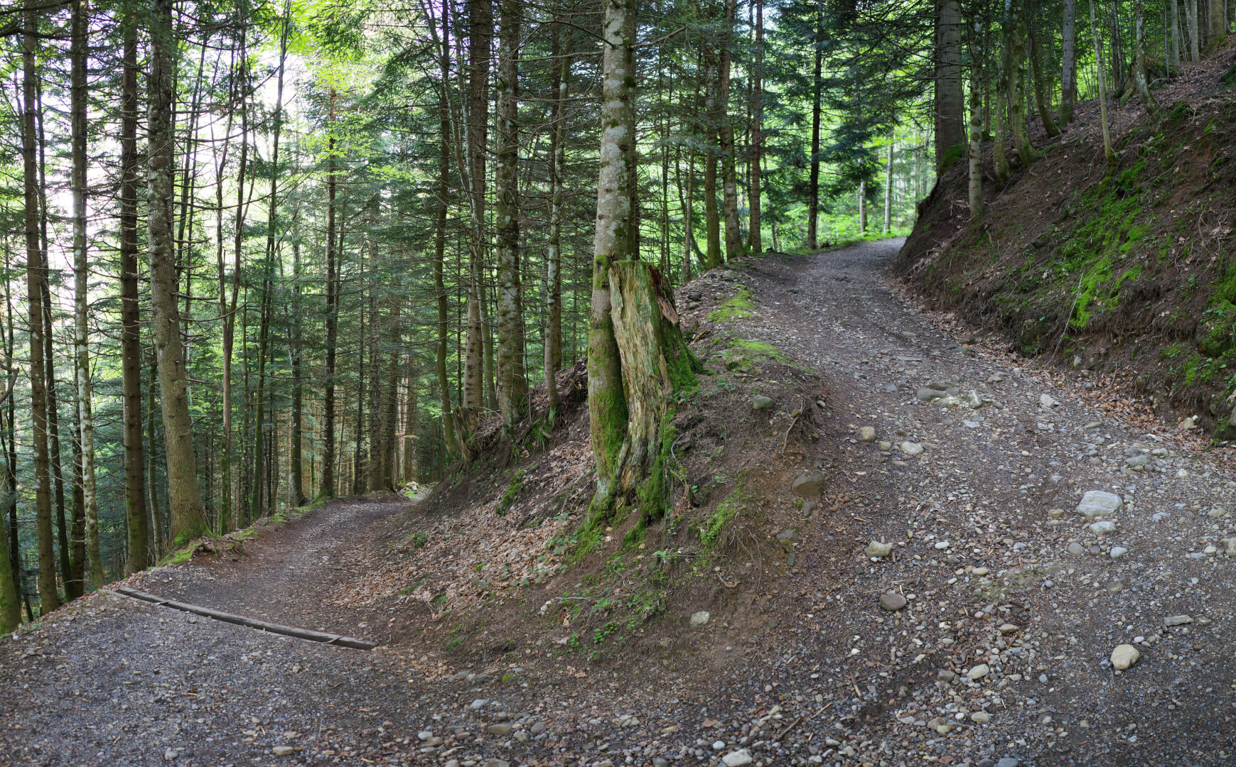 Serpentine im Wald